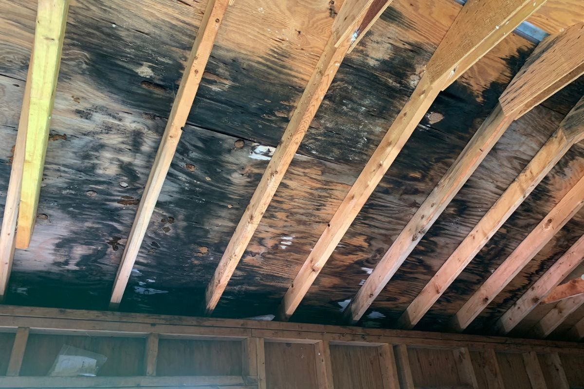  attic mold in Jacksonville Home