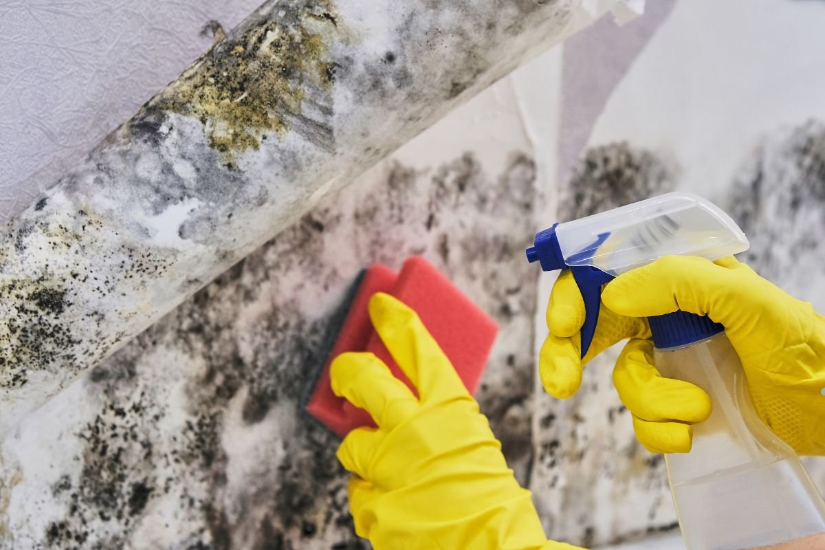 Attic Mold Removal