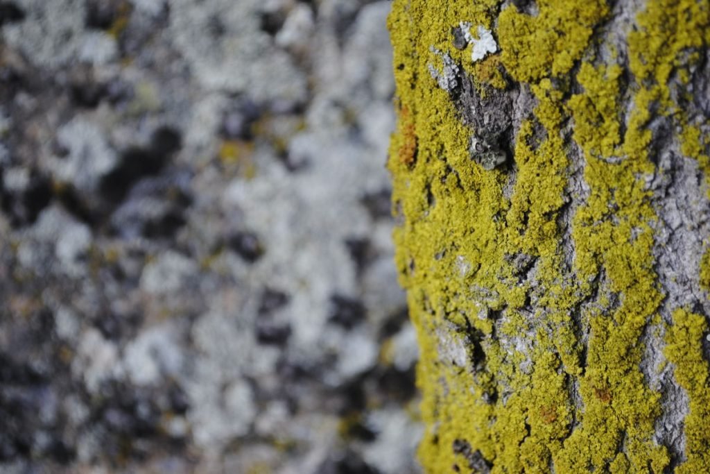 attic mold