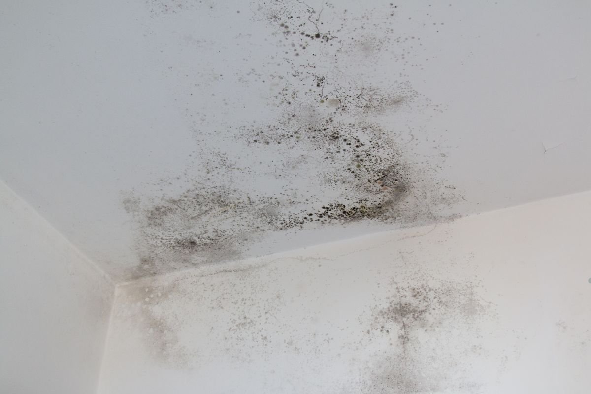 Mold growth on the ceiling of a room, showing dark patches and a textured surface indicative of moisture issues.