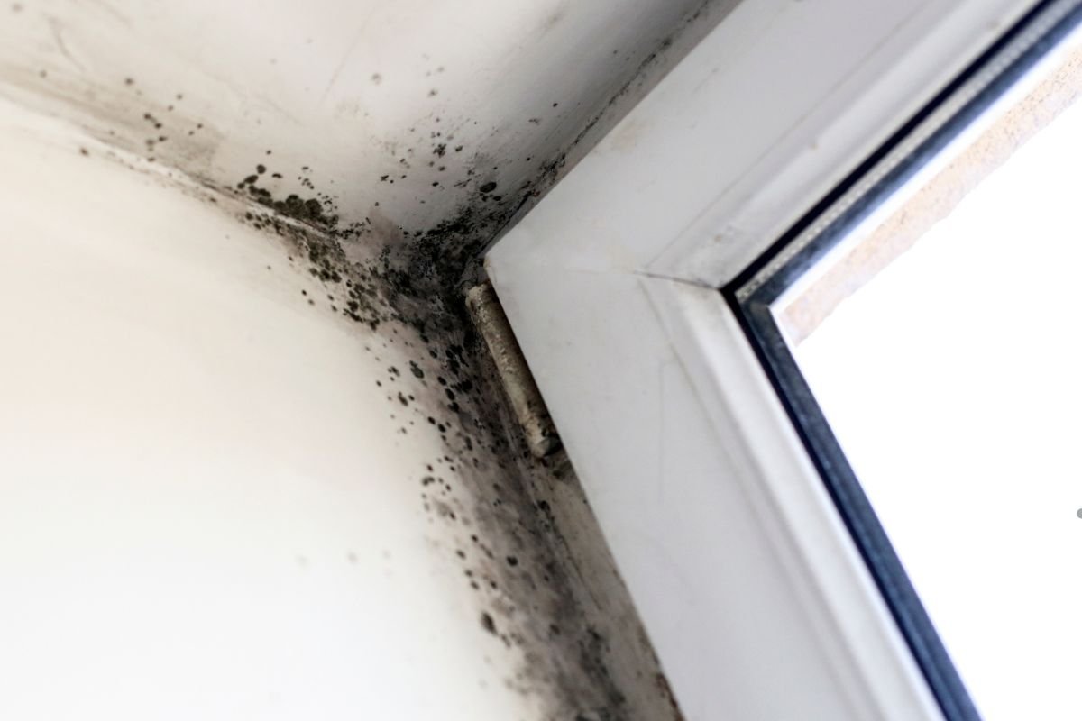 Mold growing on a window sill in a room, showcasing dark green and black patches against the light-colored surface.